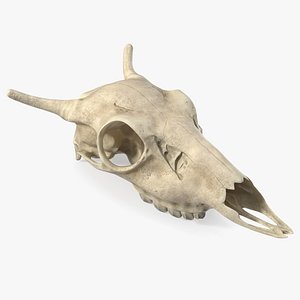 Deer Skull Without Antlers