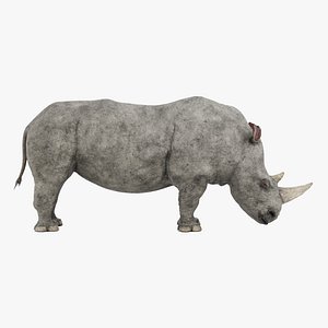 White Rhinoceros
