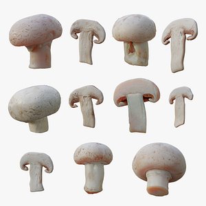 Champignon Mushrooms colletction