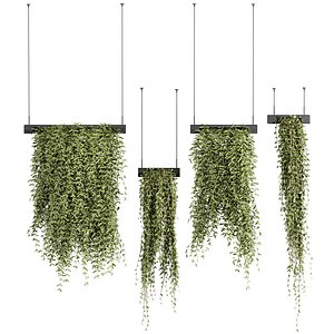 3D ivy plant model