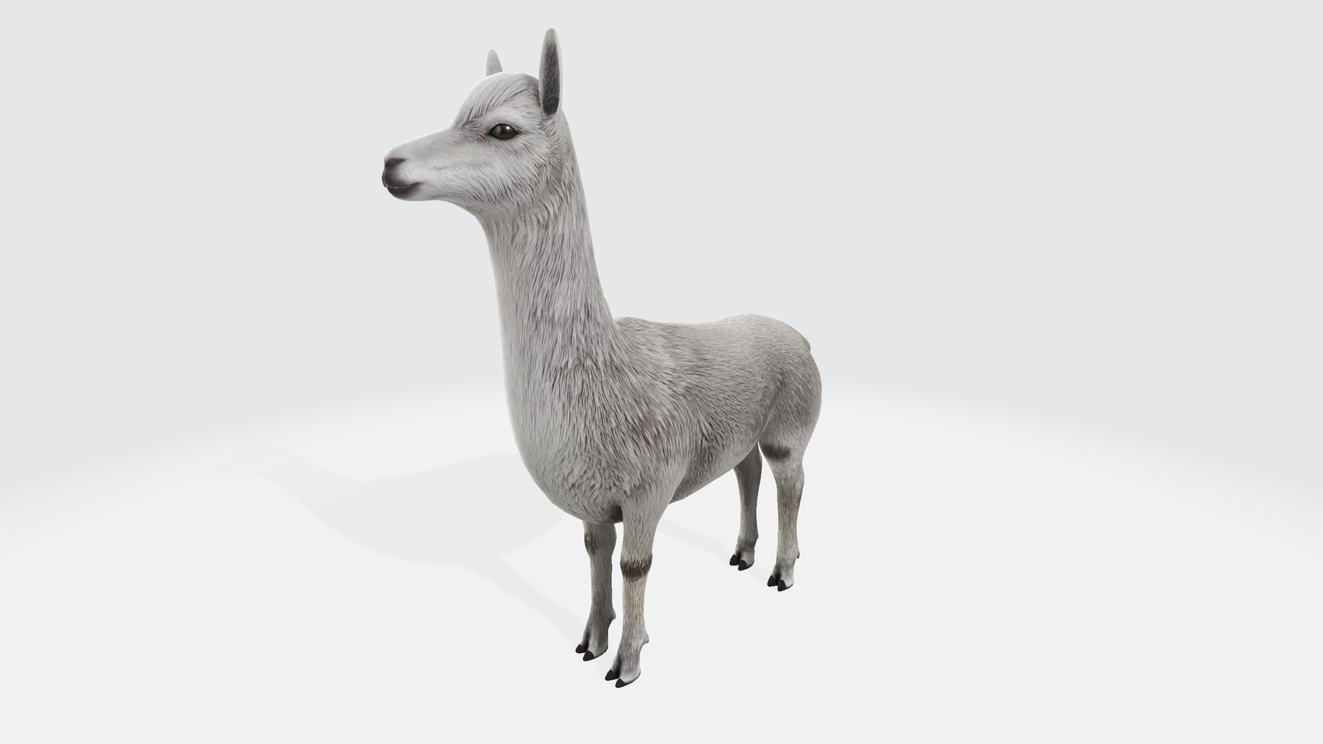 3D The Alpaca Model - TurboSquid 2301635