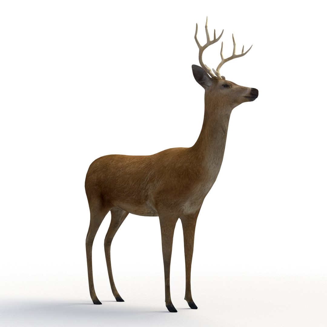 deer rigging 3D model https://p.turbosquid.com/ts-thumb/iM/dld7L7/KCcIzadZ/deer_th_06/jpg/1503403044/1920x1080/fit_q87/623f3e52d740245a312f953ed2bec32d9c637c2f/deer_th_06.jpg
