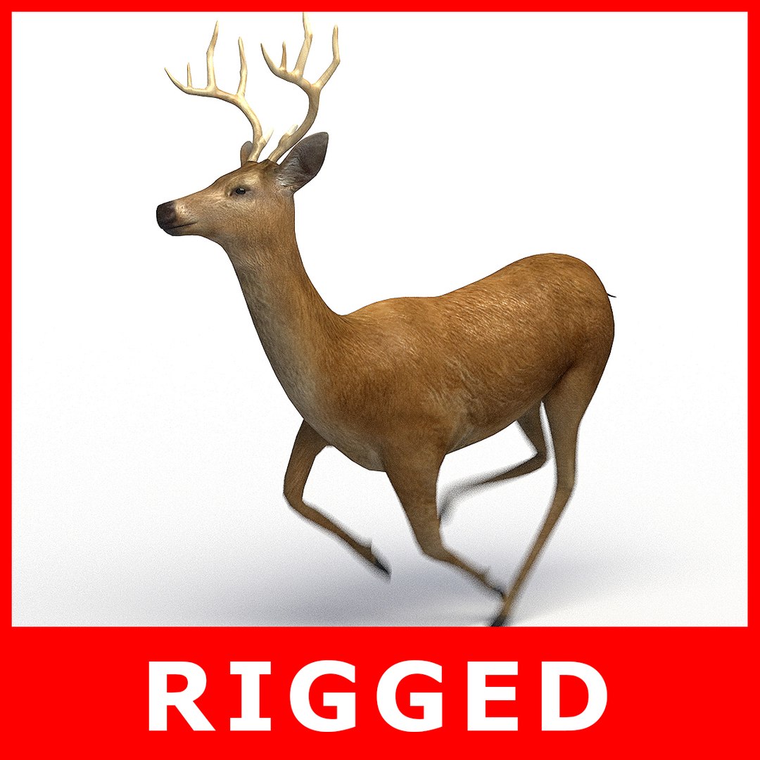 deer rigging 3D model https://p.turbosquid.com/ts-thumb/iM/dld7L7/TjDW7k3m/deer_th_00/jpg/1503403273/1920x1080/fit_q87/039a0110469c526cdfd830e874ef1e848d2eda9f/deer_th_00.jpg