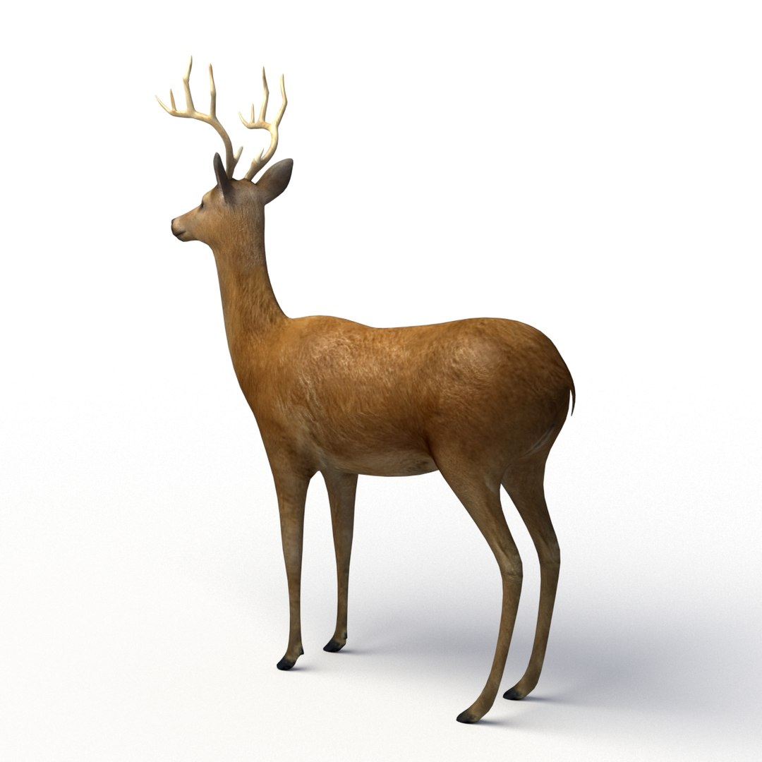 deer rigging 3D model https://p.turbosquid.com/ts-thumb/iM/dld7L7/dBySDe5O/deer_th_03/jpg/1503403044/1920x1080/fit_q87/33d00c1461c97c606a5b4ccb2c0325ce0784fb54/deer_th_03.jpg