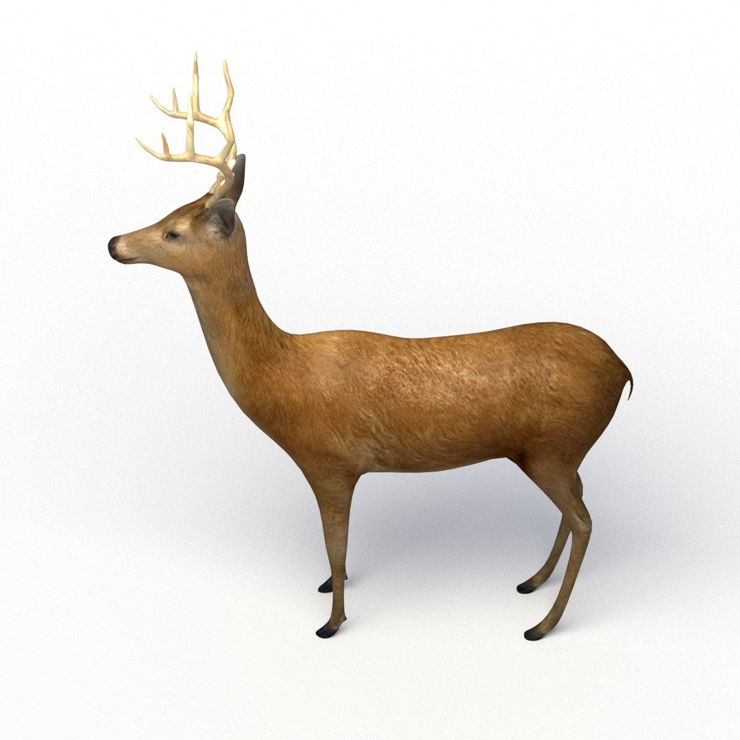 deer rigging 3D model https://p.turbosquid.com/ts-thumb/iM/dld7L7/fANWMngH/deer_th_04/jpg/1503403044/1920x1080/fit_q87/63dc813ea1d34c91434456d7e42448a04d2a7ff8/deer_th_04.jpg