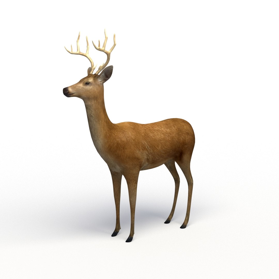 deer rigging 3D model https://p.turbosquid.com/ts-thumb/iM/dld7L7/oOAMAfGf/deer_th_01/jpg/1503403044/1920x1080/fit_q87/aacf3ea9c555b4d6addac6953d86c4b6ff5c1b81/deer_th_01.jpg