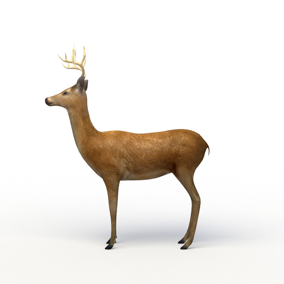 deer rigging 3D model https://p.turbosquid.com/ts-thumb/iM/dld7L7/ooRf8dYd/deer_turn/jpg/1503403679/1920x1080/turn_fit_q99/979d4300c7bca69224fea2a60f01c37315fdd7e8/deer_turn-1.jpg