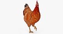 Brown Chicken Rigged