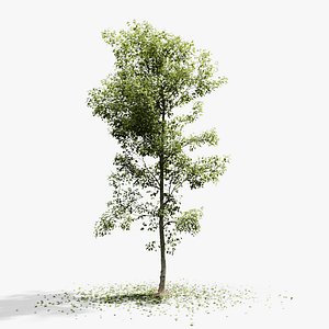 European Beech 02 3D Scanned Animated