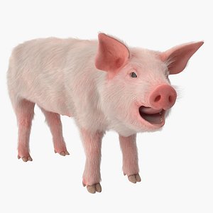 pig piglet landrace fur 3D model