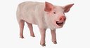 Pig Piglet Landrace with Fur Rigged