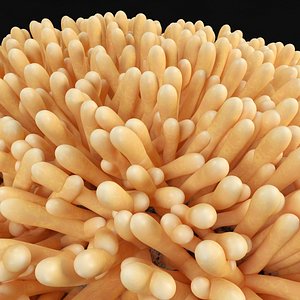 Coral actinia