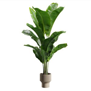Potted Strelitzia Reginae 3D