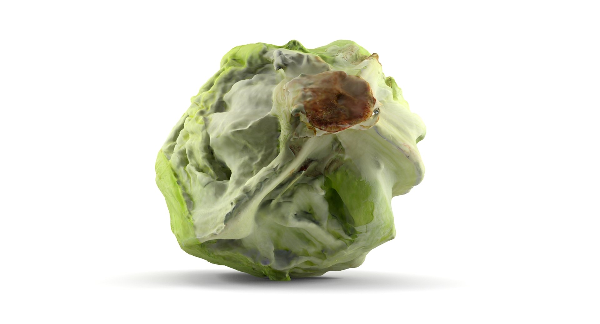 3dm Lettuce Scan