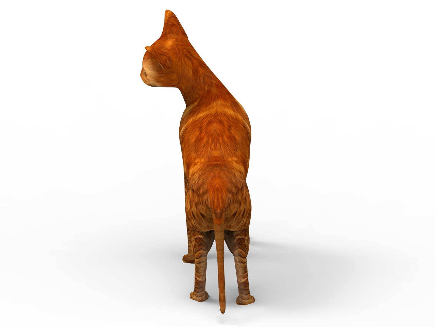 3D Cat Rigged - TurboSquid 1197986