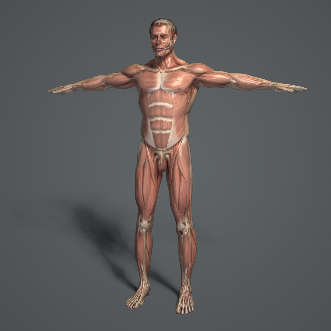 3d model rigged male body muscular