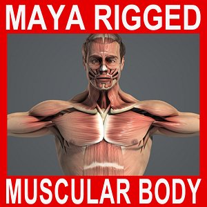 MAYA RIGGED Male Body, Muscular & Skeletal Systems Anatomy 3D Model
