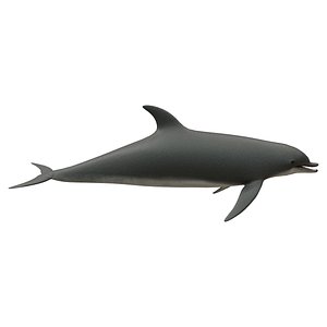 dolphin 3D model