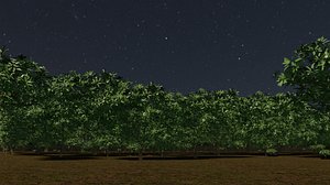 Tiny forest