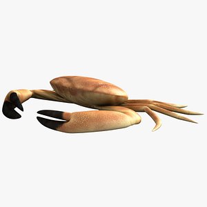 max crab modelled