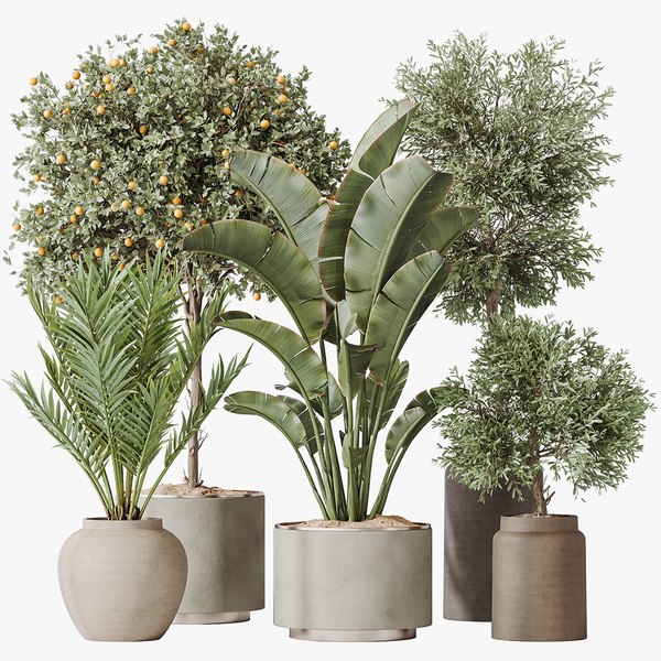 modelo 3d Conjunto de plantas de interior AV 185 Olivo Elegant Mission ...