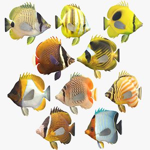 3D model Butterflyfish Collection 3