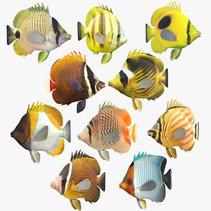 Butterflyfish Collection 3