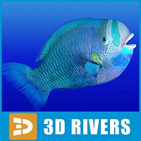 Parrotfish by 3DRivers