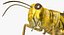 Schistocerca Gregaria "Desert Locust"