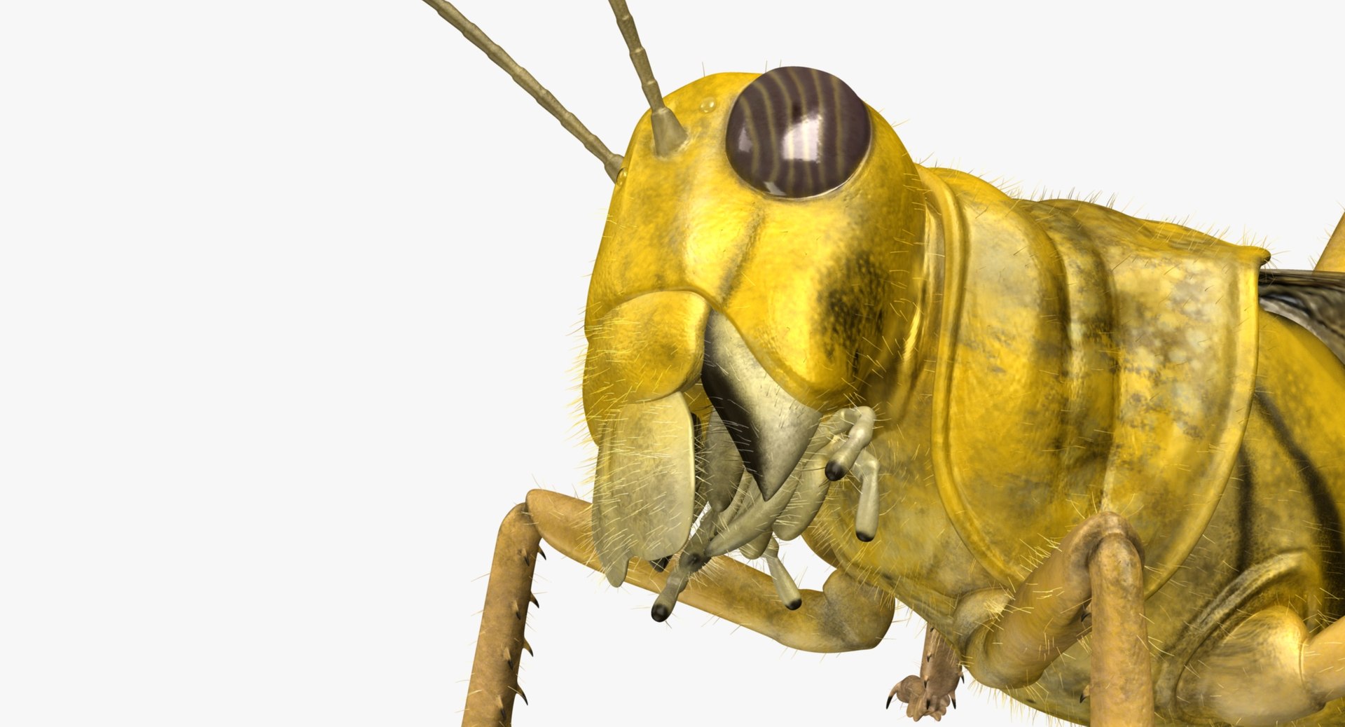 obj schistocerca gregaria desert locust https://p.turbosquid.com/ts-thumb/iO/32e0aN/2XSqNVfT/r03/jpg/1453906431/1920x1080/fit_q87/bf3e77e6e420331ee09446a56428e63c12c06fe5/r03.jpg