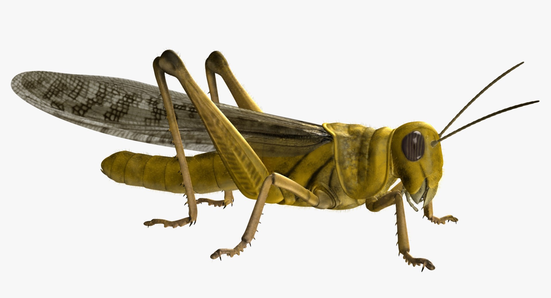 Cheap Simulation Grasshopper Locust Insect Shape Artificial