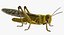 Schistocerca Gregaria "Desert Locust"