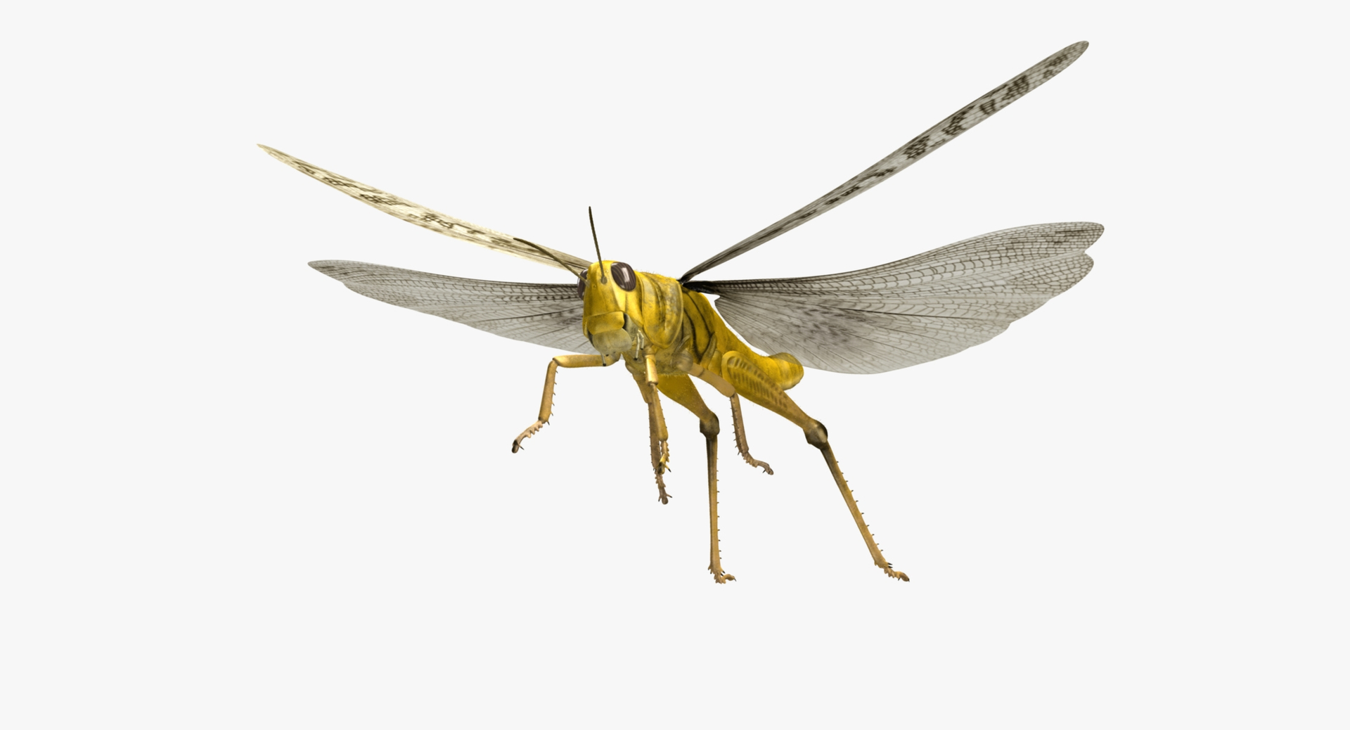 obj schistocerca gregaria desert locust https://p.turbosquid.com/ts-thumb/iO/32e0aN/BWGq9E6I/desert_locust_rot/jpg/1453914543/1920x1080/turn_fit_q99/311734c6ef2abae5932f1da460ccc05733ade562/desert_locust_rot-1.jpg