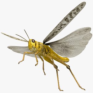 Schistocerca Gregaria "Desert Locust"