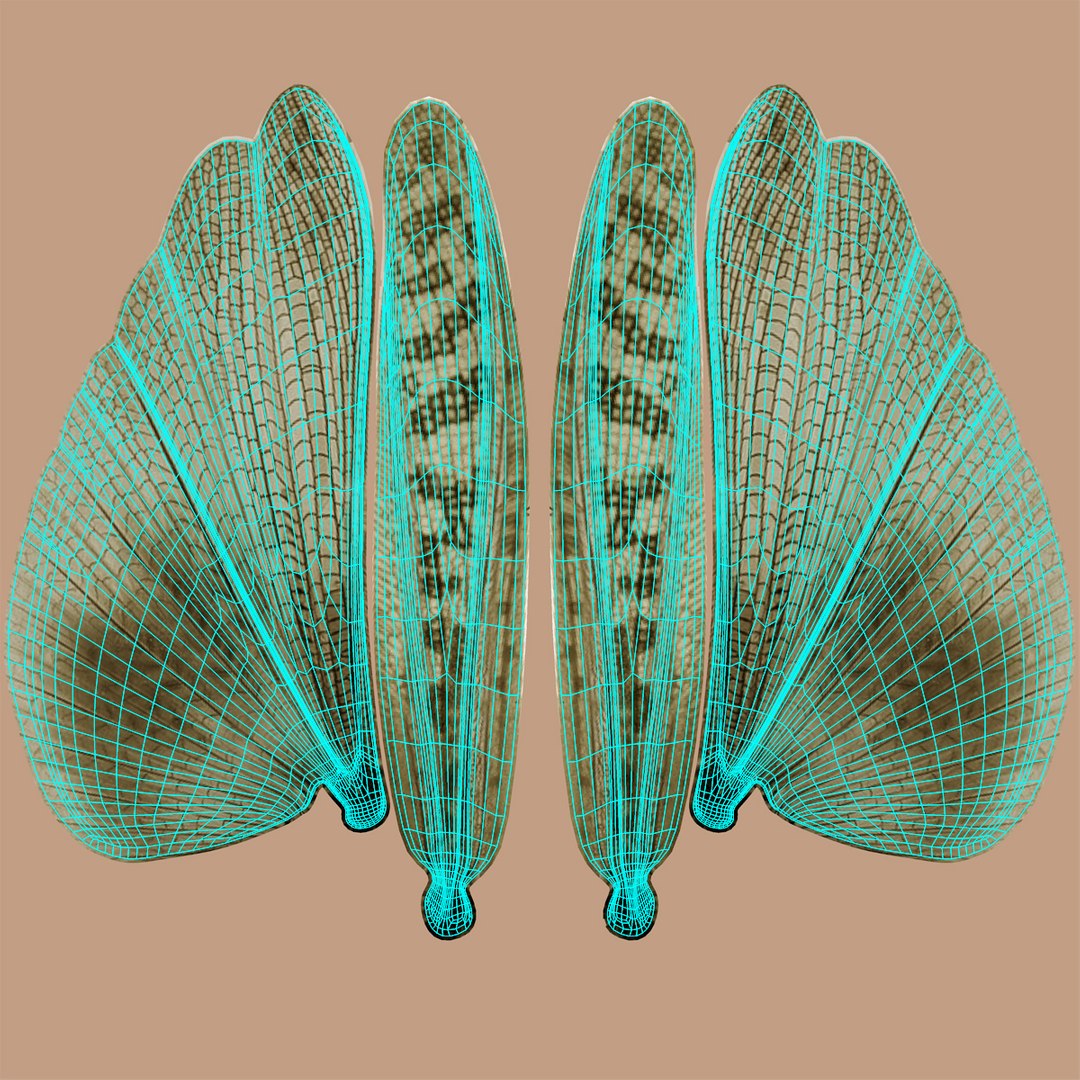 obj schistocerca gregaria desert locust https://p.turbosquid.com/ts-thumb/iO/32e0aN/UJkjlKW6/wing_uv/jpg/1453912845/1920x1080/fit_q87/5b50819363da01d4867a7f2ae2699193acfc74c5/wing_uv.jpg