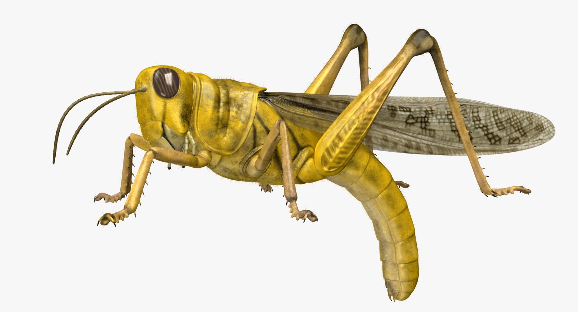obj schistocerca gregaria desert locust https://p.turbosquid.com/ts-thumb/iO/32e0aN/WC82E2wE/r05/jpg/1453907814/1920x1080/fit_q87/b1957dd220bfa3df9ee635d66547315b3c63fd49/r05.jpg