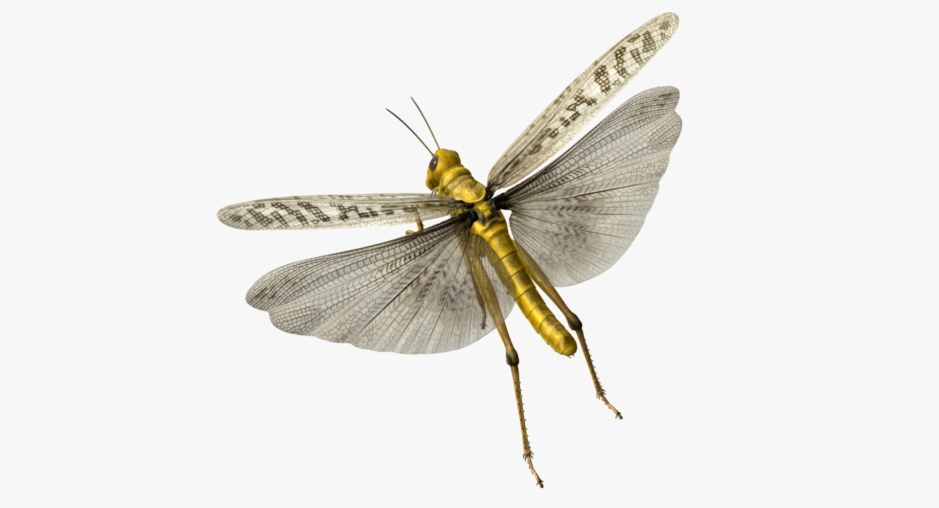 obj schistocerca gregaria desert locust https://p.turbosquid.com/ts-thumb/iO/32e0aN/WHROUptZ/r06/jpg/1453907814/1920x1080/fit_q87/a5d340e0a92f1755c9594f760be6f3022fef041d/r06.jpg