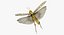 Schistocerca Gregaria "Desert Locust"