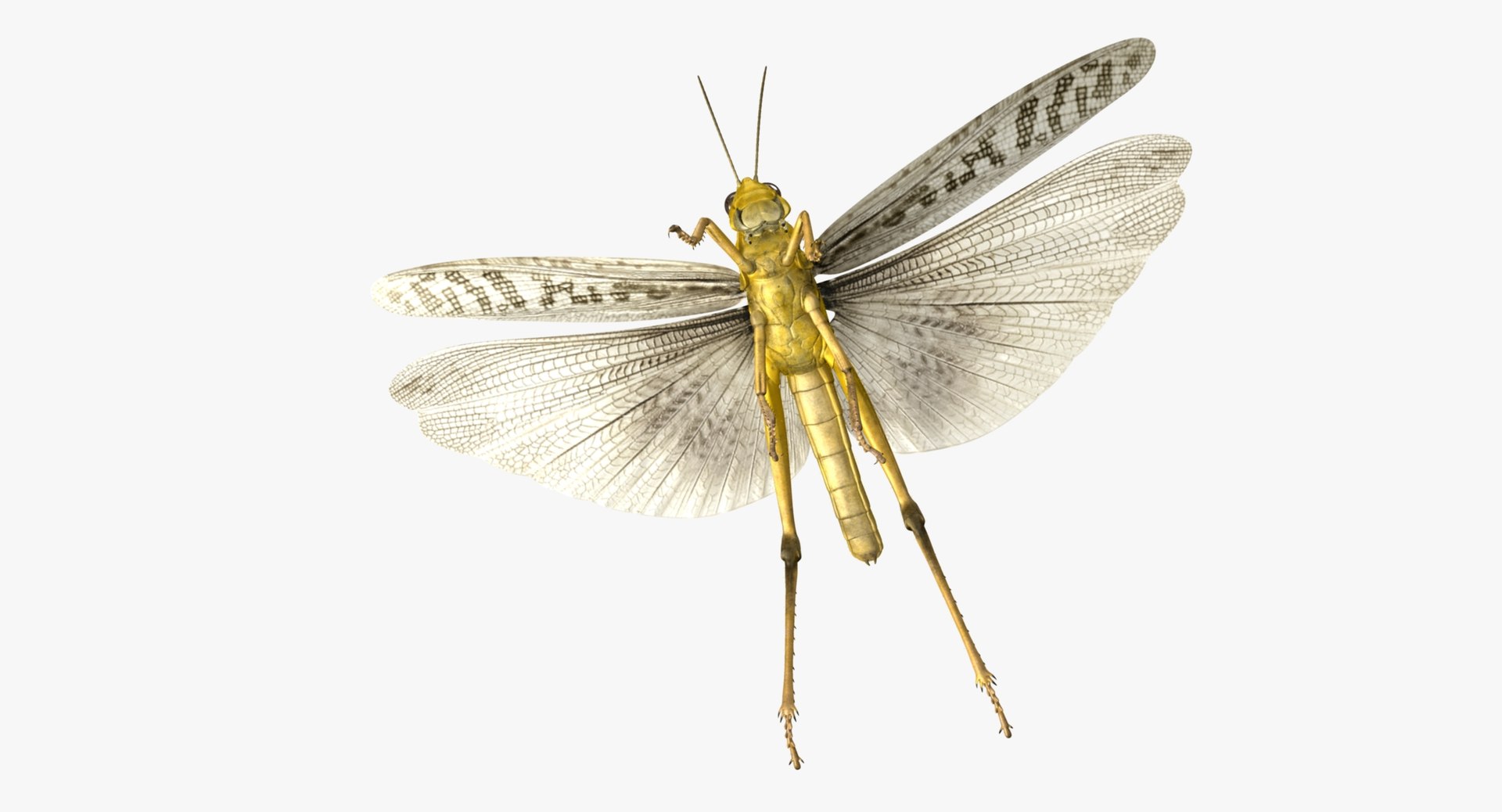 obj schistocerca gregaria desert locust https://p.turbosquid.com/ts-thumb/iO/32e0aN/XMmVFBBS/r07/jpg/1453907814/1920x1080/fit_q87/30f5217a86c45f93cbd5d05d6e53d8922117d340/r07.jpg