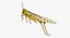 Schistocerca Gregaria "Desert Locust"