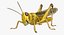 Schistocerca Gregaria "Desert Locust"