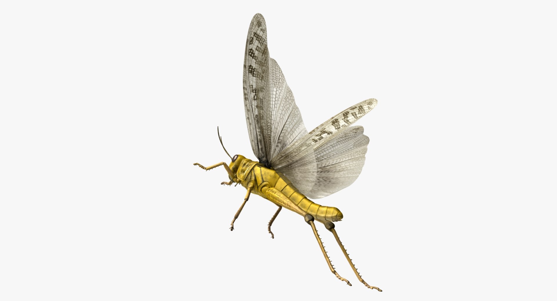 obj schistocerca gregaria desert locust https://p.turbosquid.com/ts-thumb/iO/32e0aN/nFEmVSKt/r09/jpg/1453908414/1920x1080/fit_q87/f9df8129834f8b1aa58384000605b74bae5f56d7/r09.jpg