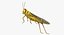 Schistocerca Gregaria "Desert Locust"