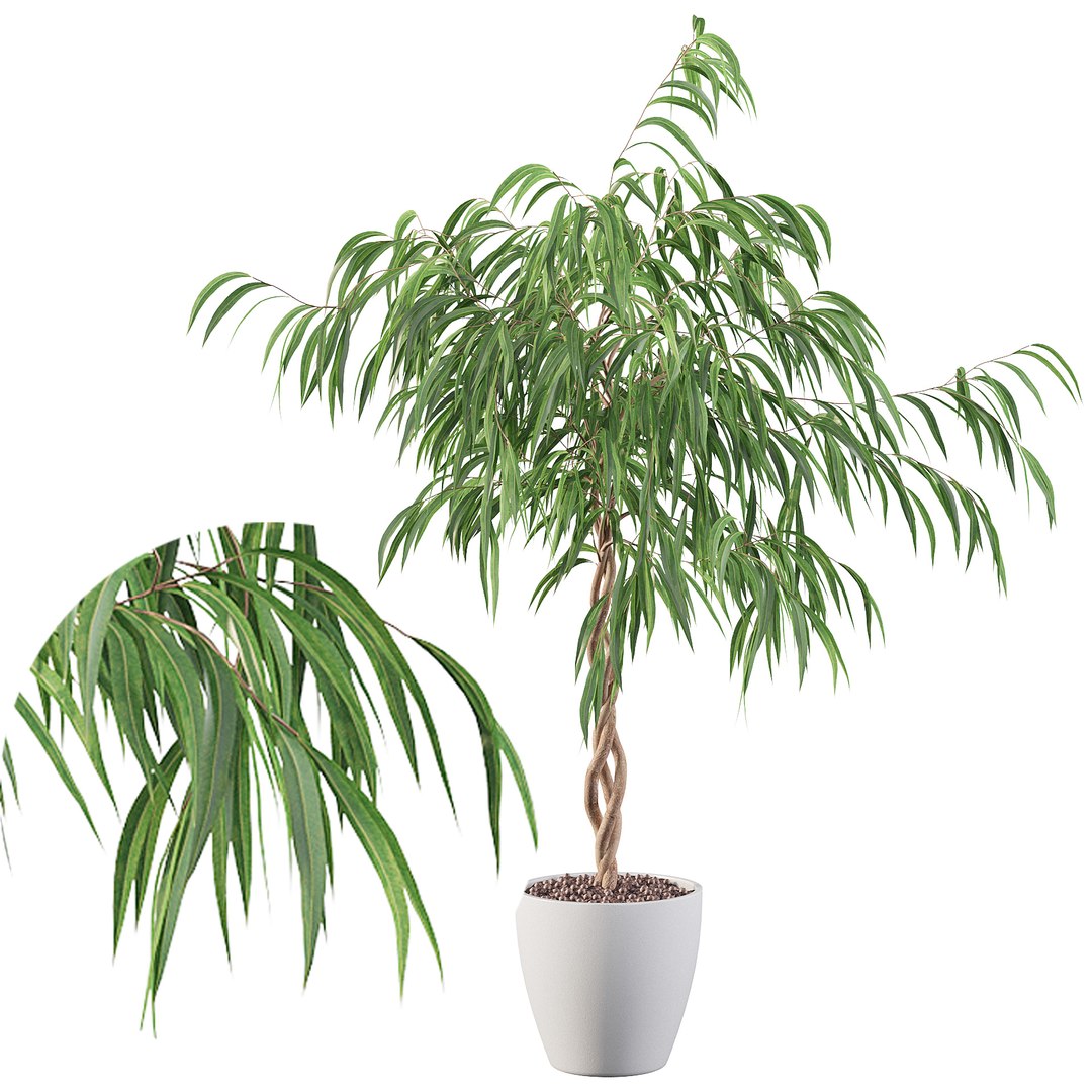 Ficus Ali Model - TurboSquid 1627241