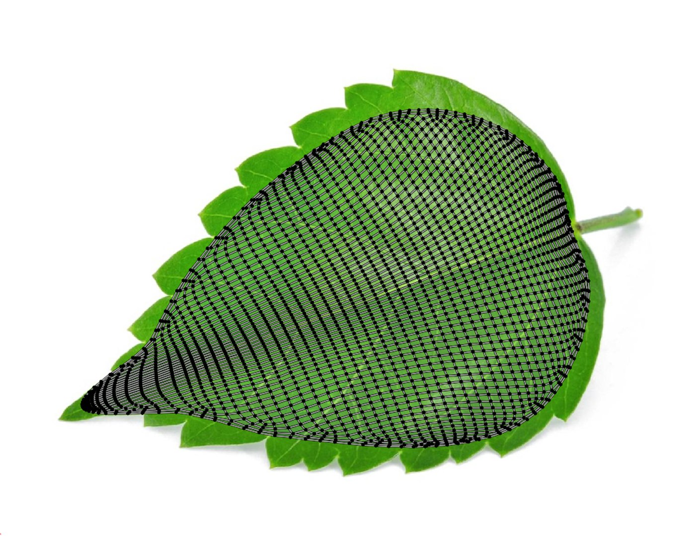 3D Flower Hibiscus https://p.turbosquid.com/ts-thumb/iO/MIhYwr/M6/uv2/png/1654346951/1920x1080/fit_q87/444db652e360f6fd068a1be22c23af4b3a562347/uv2.jpg