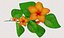 flor de hibisco
