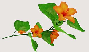 Flower Hibiscus
