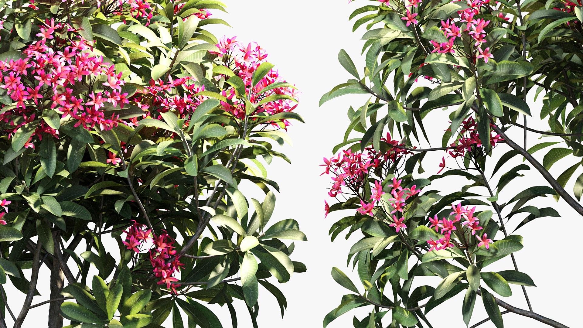 Plumeria rubra Frangipani 3D model https://p.turbosquid.com/ts-thumb/iO/WrMxdJ/Nt/bc_pm_p06_plumeria_rubra_06/jpg/1680452668/1920x1080/fit_q87/317956432ca7bdef071cb78a103bb296fe6e111a/bc_pm_p06_plumeria_rubra_06.jpg