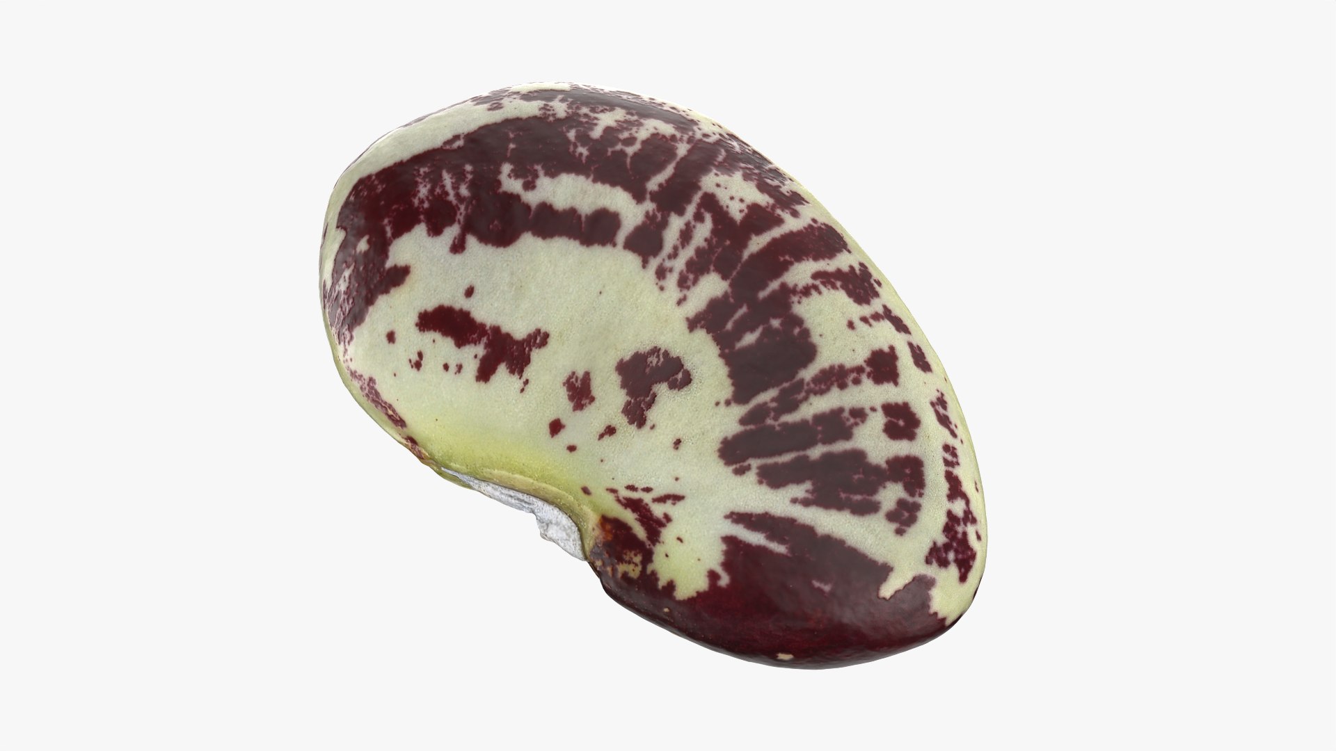 3D Speckled Butter Bean model https://p.turbosquid.com/ts-thumb/iO/Y6Xq5M/22/butterbeanspeckled_0011/png/1765988084/1920x1080/fit_q87/c5ffb32a8c6dbc2a5a0720df725239c57f768ef2/butterbeanspeckled_0011.jpg
