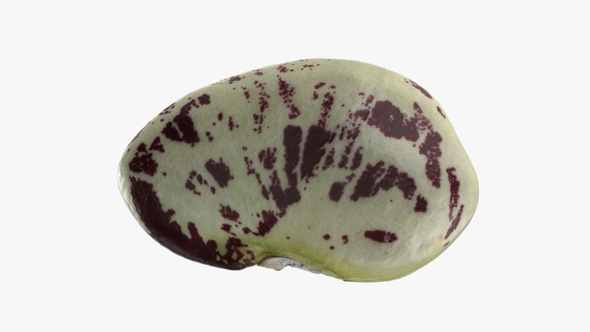 3D Speckled Butter Bean model https://p.turbosquid.com/ts-thumb/iO/Y6Xq5M/81/butterbeanspeckled_0008/png/1765988080/1920x1080/fit_q87/18a75a918eb29f134188265e87c293a866df02d3/butterbeanspeckled_0008.jpg